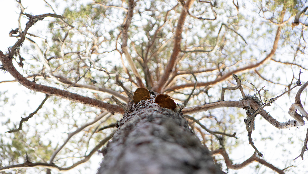 Efter några timmars spanande längs trädstammarna i skogen får Mikael Gudrunsson syn på den rödlistade arten tallticka.