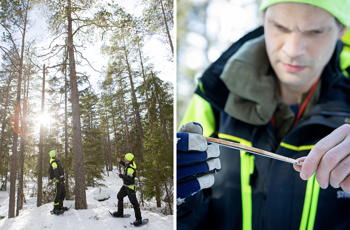 På grund av snön är det  svårt för Dennis Sandberg och Mikael Gudrunsson att undersöka död ved och arter på marken. I stället lägger de vid denna tillsyn större fokus på träden. Med hjälp av en tillväxtborr tar Mikael Gudrunsson ut en tunn trästicka för att avgöra hur gammalt ett träd är. Den här granen är ungefär 160 år.
